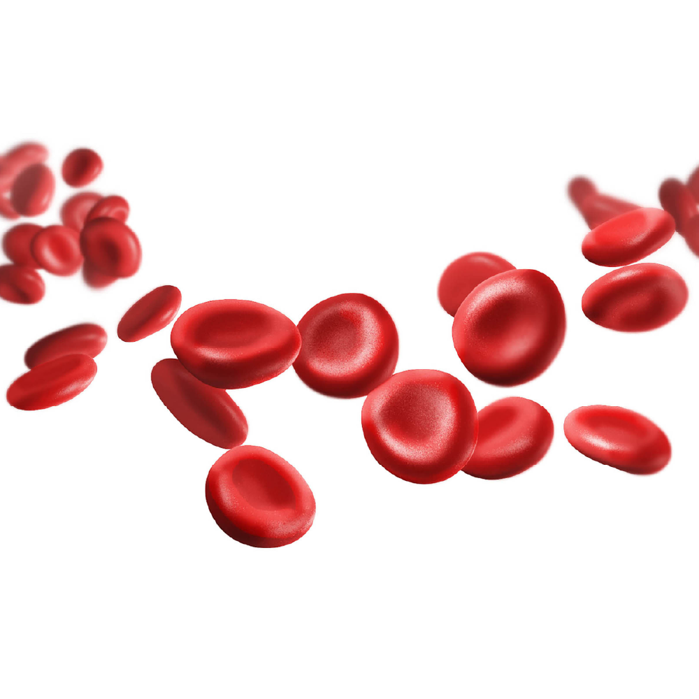 Cardiovascular & Circulatory Health